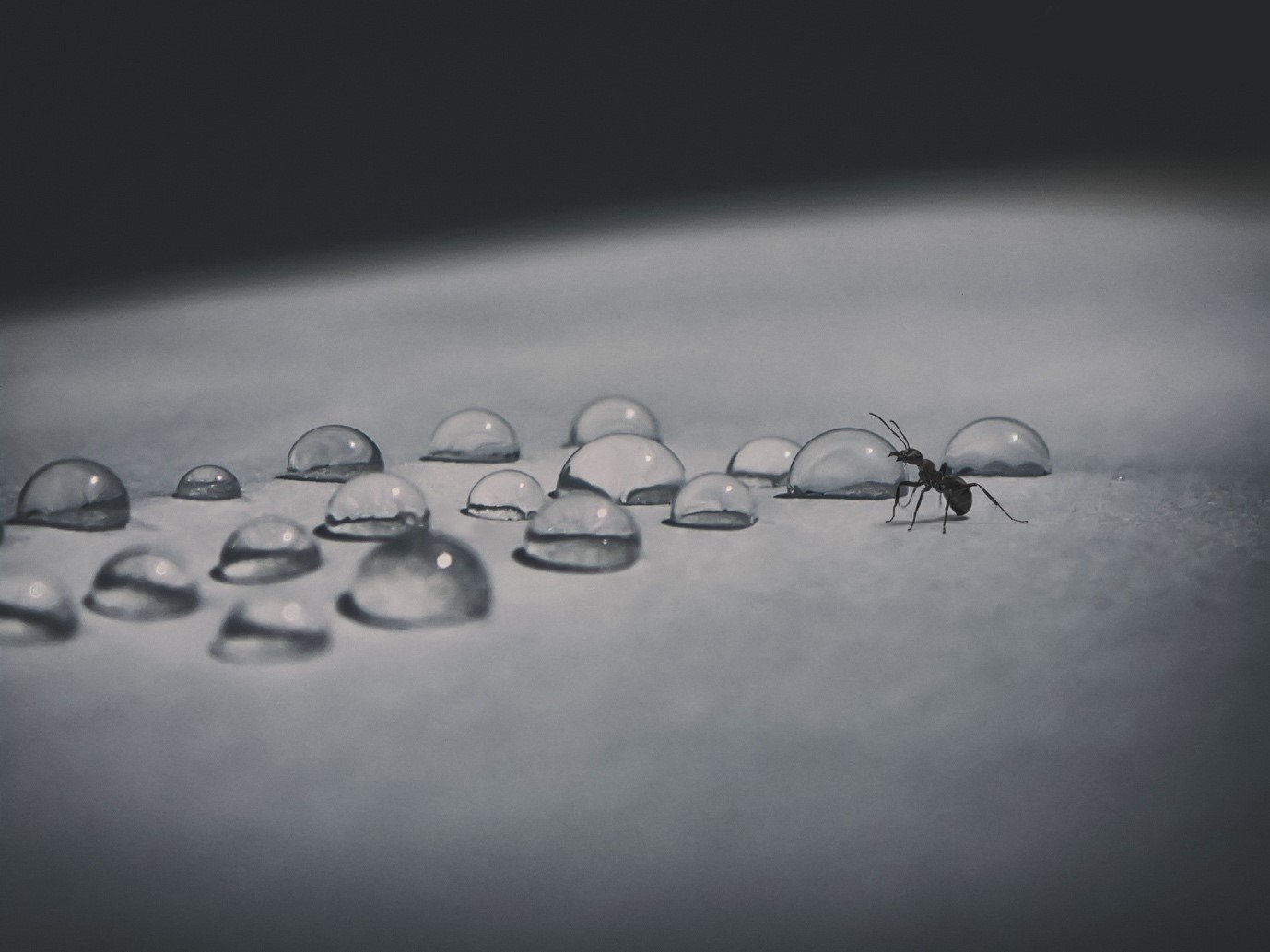 Ant Extermination in North York